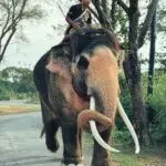 An adult Asian elephant with a mahout walking down a tree-lined path in Thailand.